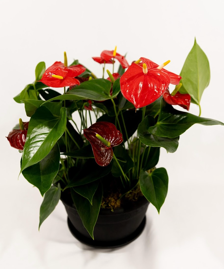 premium anthurium P41: ANTHURIUM – Bloor Village Flowers