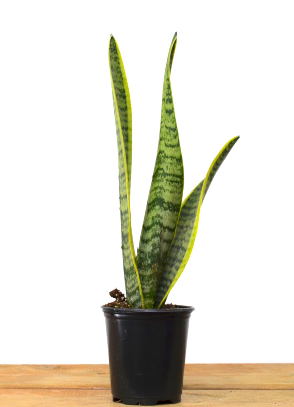 yellow edge snake plant P33: Snake Plant (Yellow Edges) (Various Sizes Available)