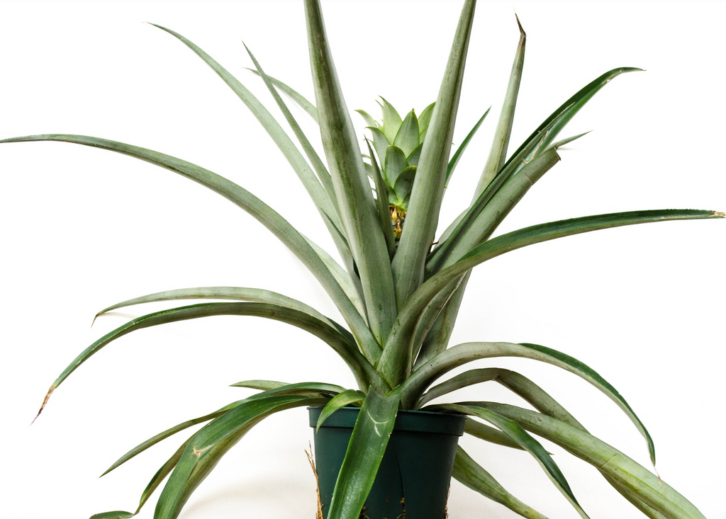 P26: Pineapple Plant – Bloor Village Flowers