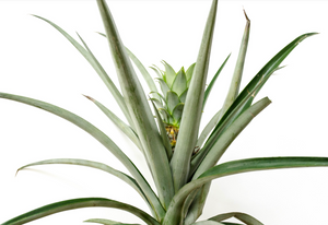 P26: Pineapple Plant