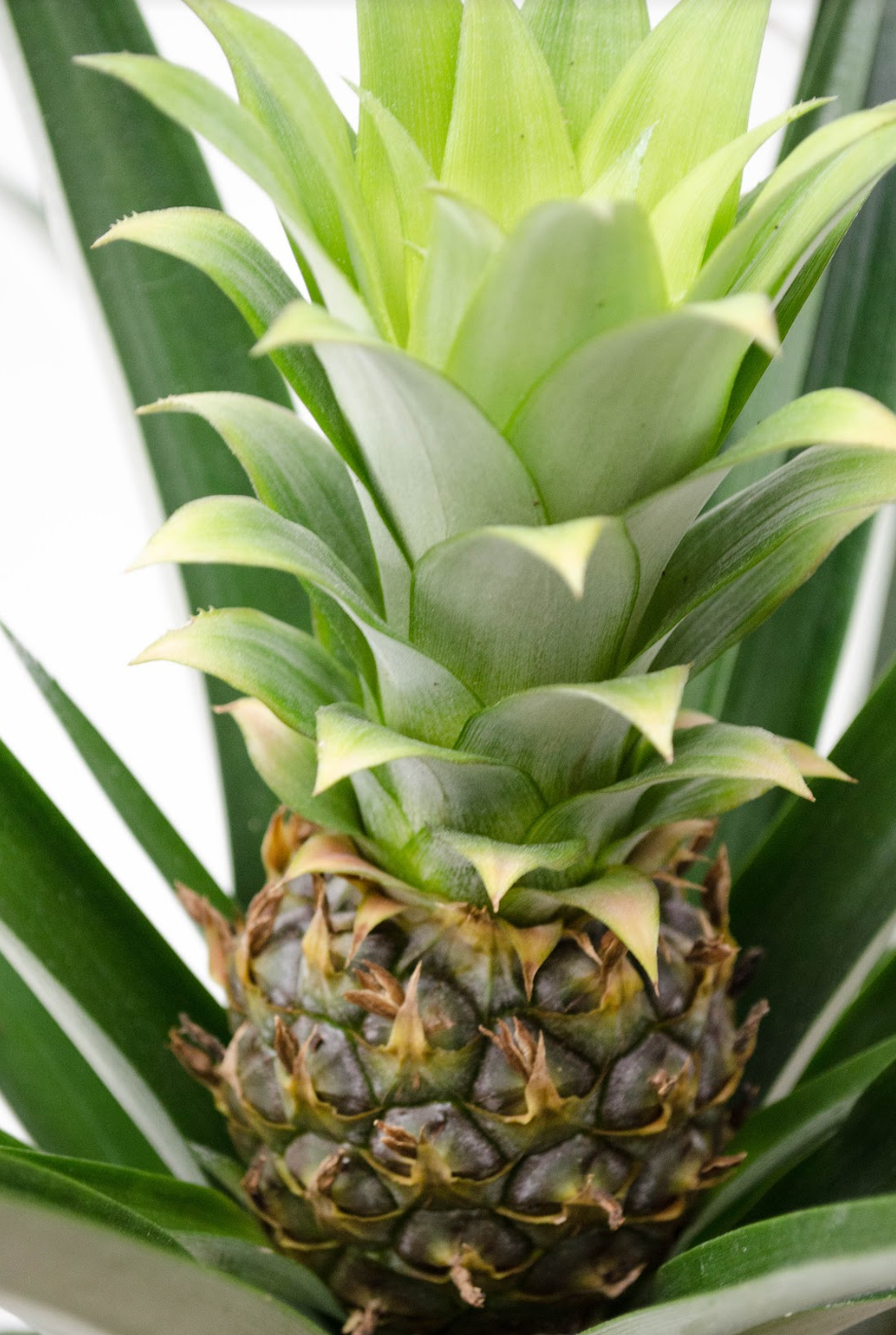 P26: Pineapple Plant