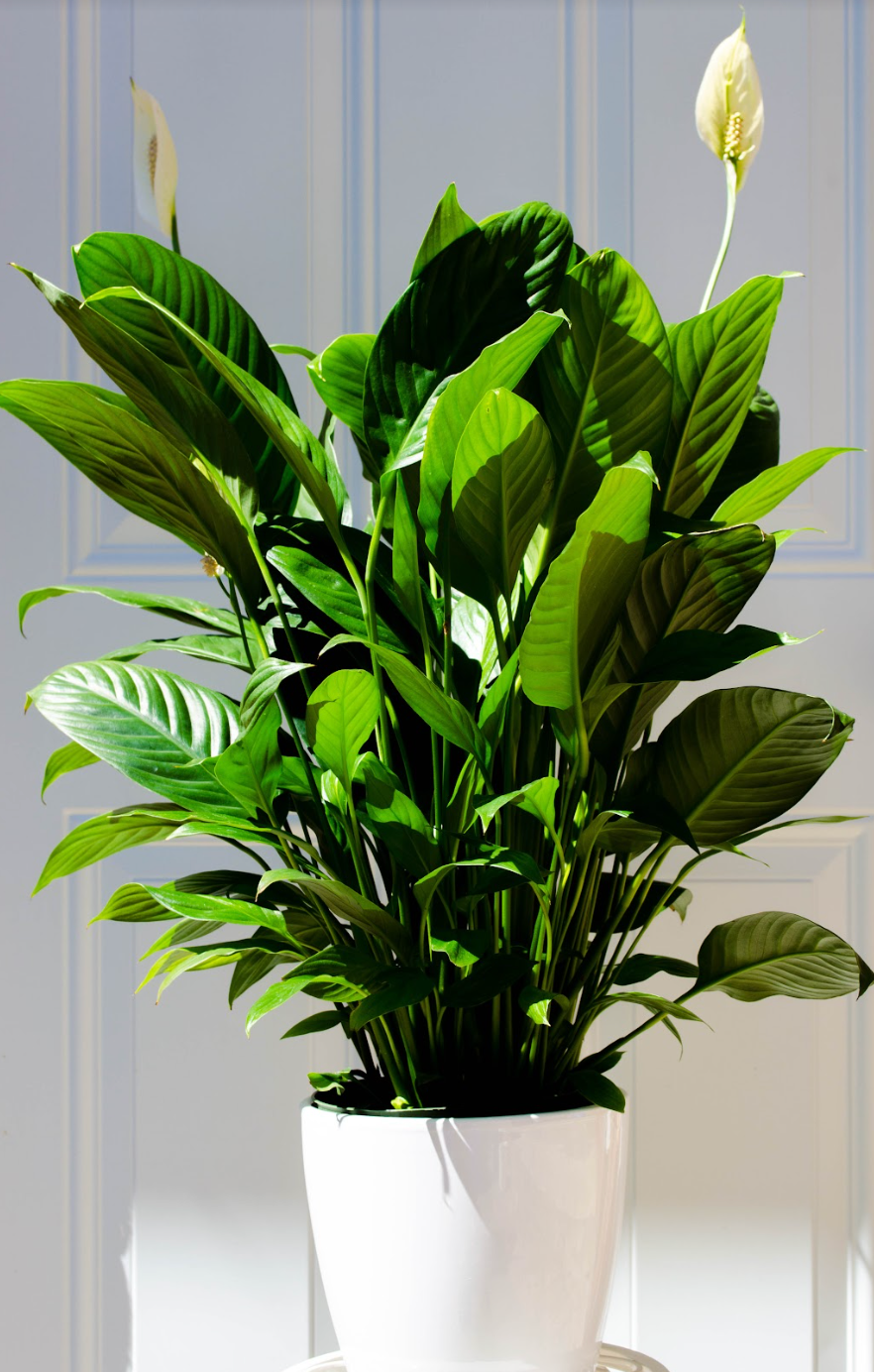 peace lily sebastiano P22: Peace Lily Plant