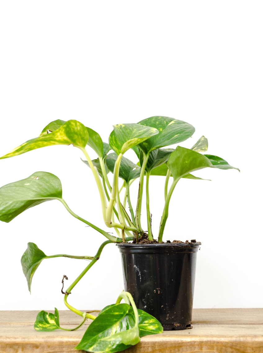 pss house plant P28: Pothos Plant (Various Sizes Available) – Bloor Village Flowers