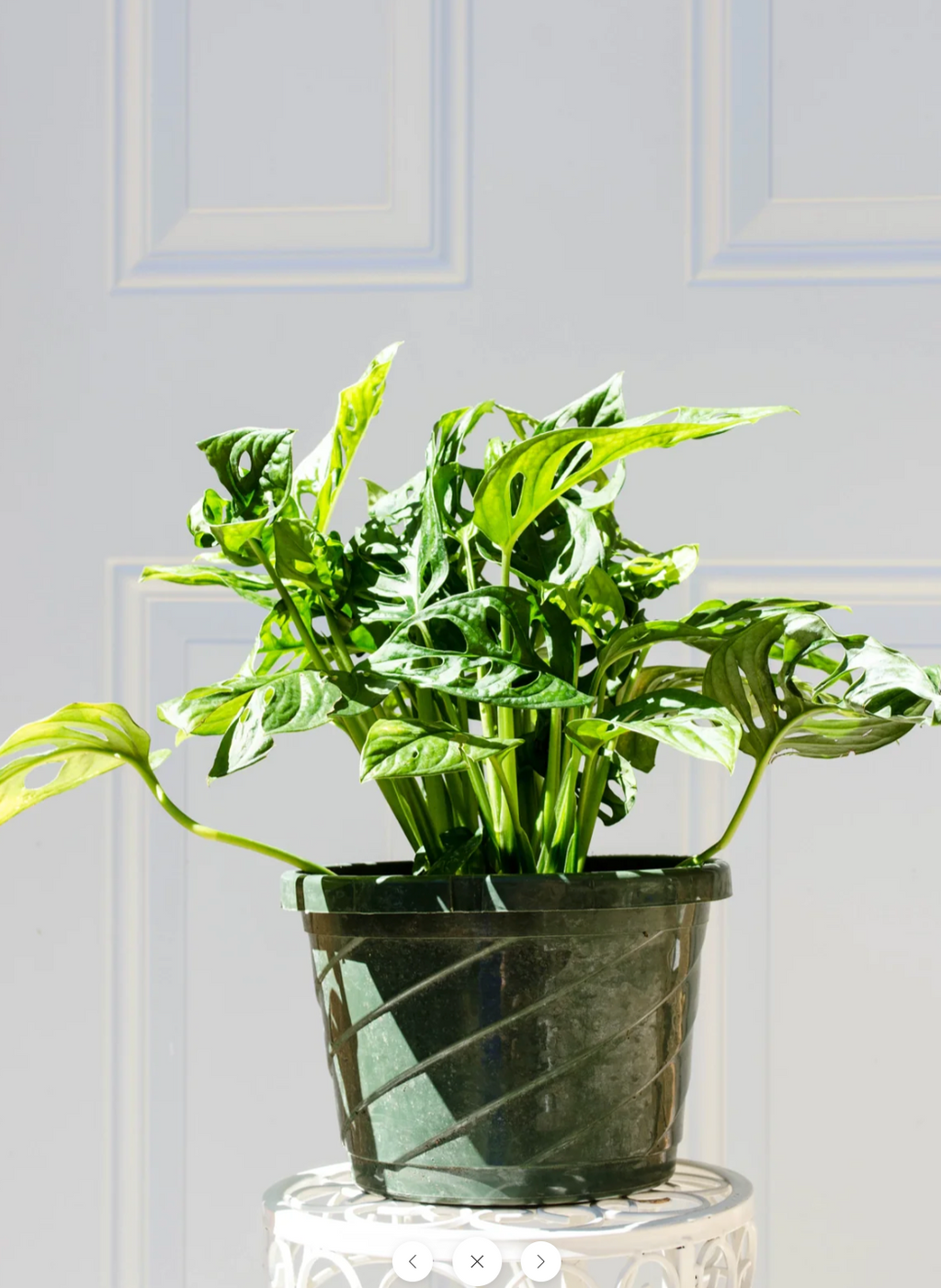 home depot swiss cheese plant P37: Swiss Cheese Plant/Five Holes Plants – Bloor Village Flowers