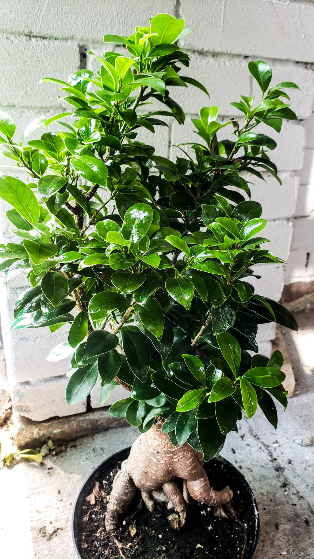 P5: Bonsai Tree (Ginseng Ficus) – Bloor Village Flowers