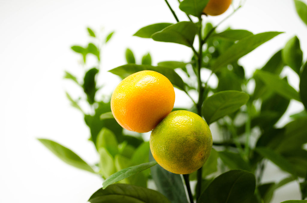 calamondin orange tree toronto P8: Calamondin Orange Tree – Bloor Village Flowers