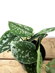 P25: Philodendron Silver Satin