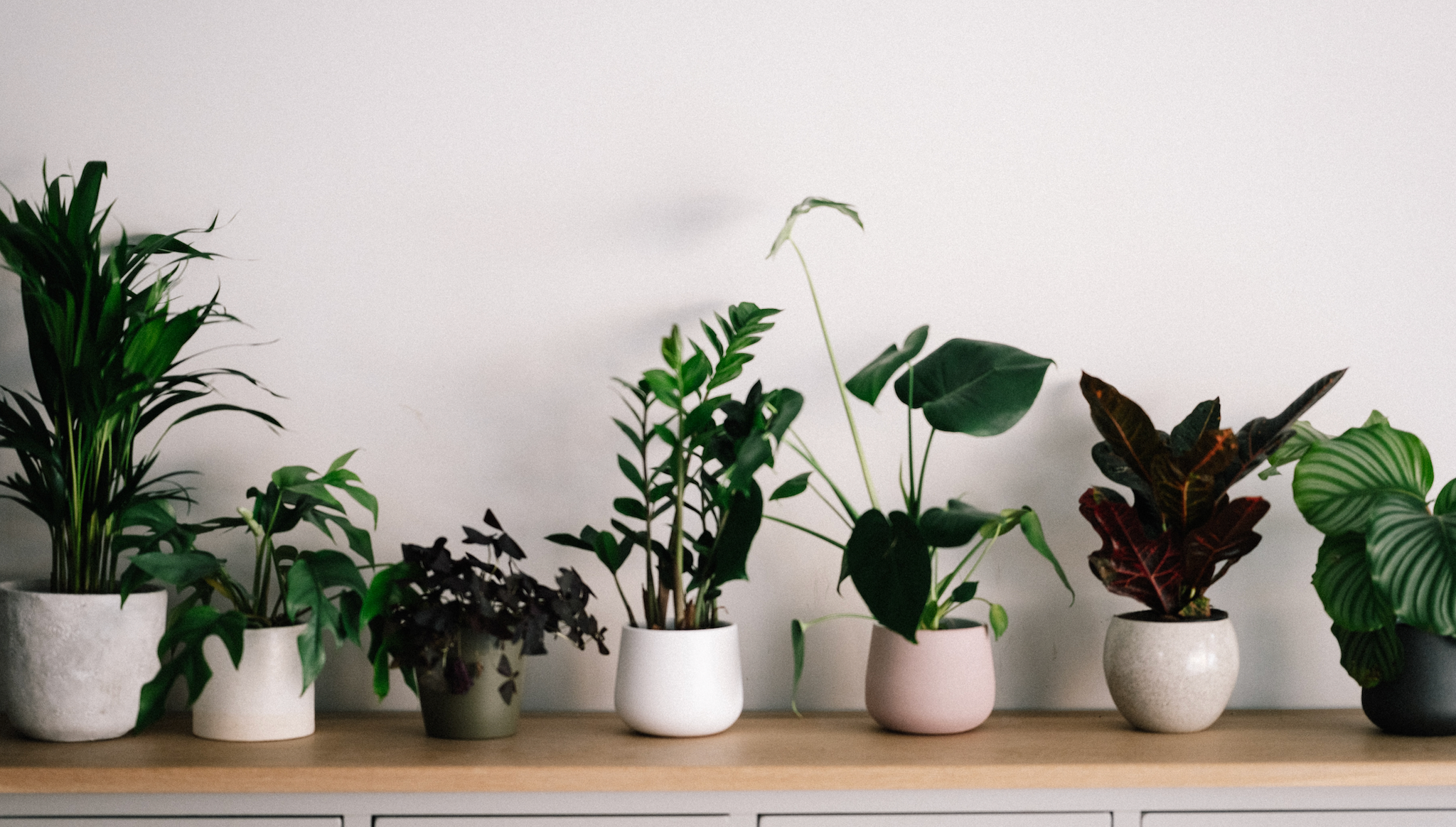 Plants for Gift