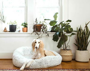 Pet Friendly