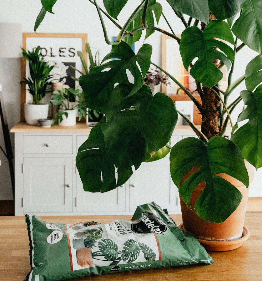 Plant Care