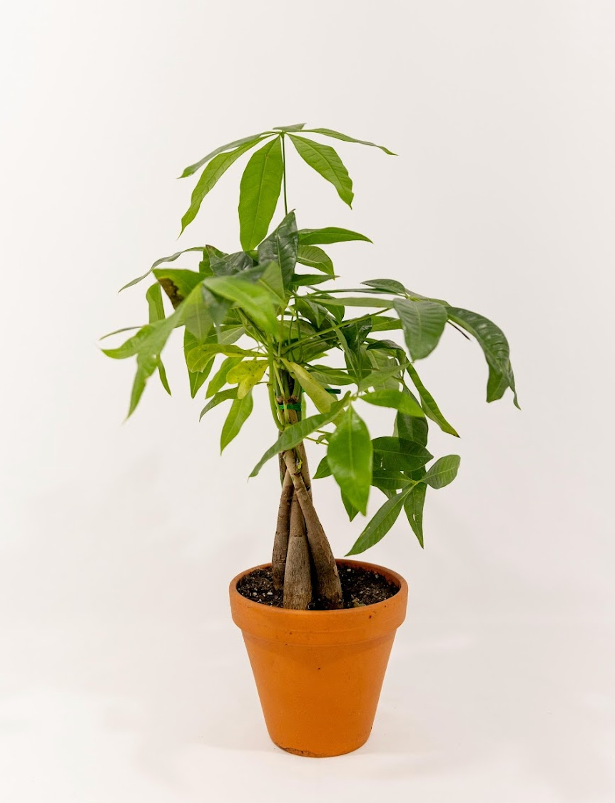 P20: Money Tree Plant