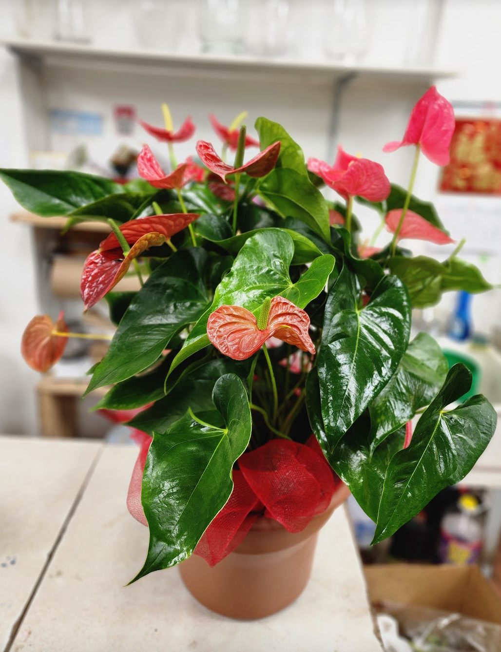 anthurium for sale toronto P41: ANTHURIUM – Bloor Village Flowers