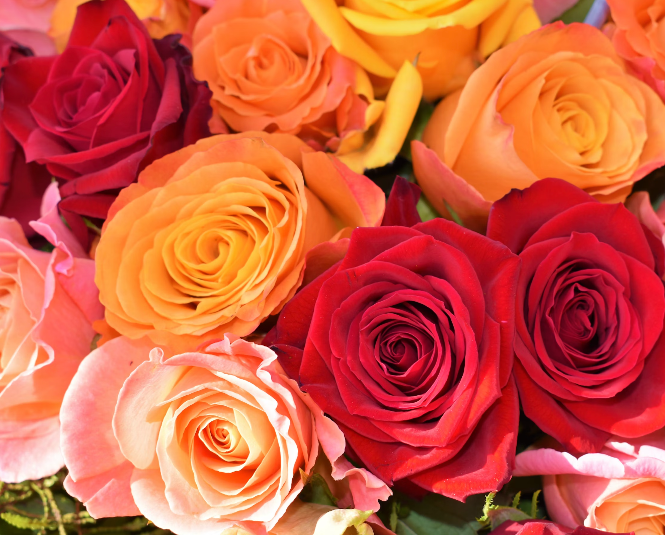 V18: ZEN (MIXED ROSE PETALS) – Bloor Village Flowers