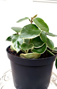 P16: Hoya Krimson Queen
