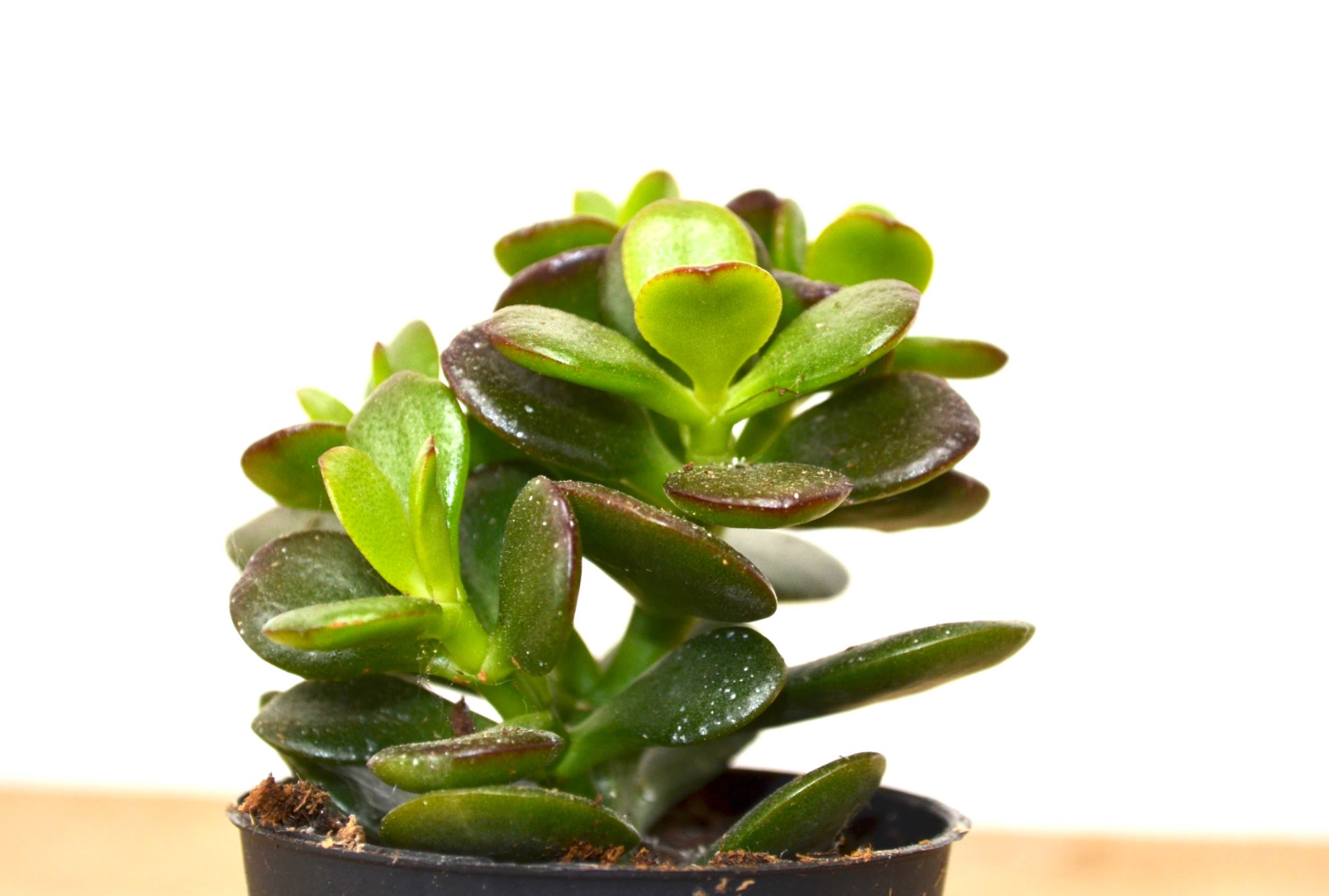 P17: Jade Plant (Various Sizes Available)