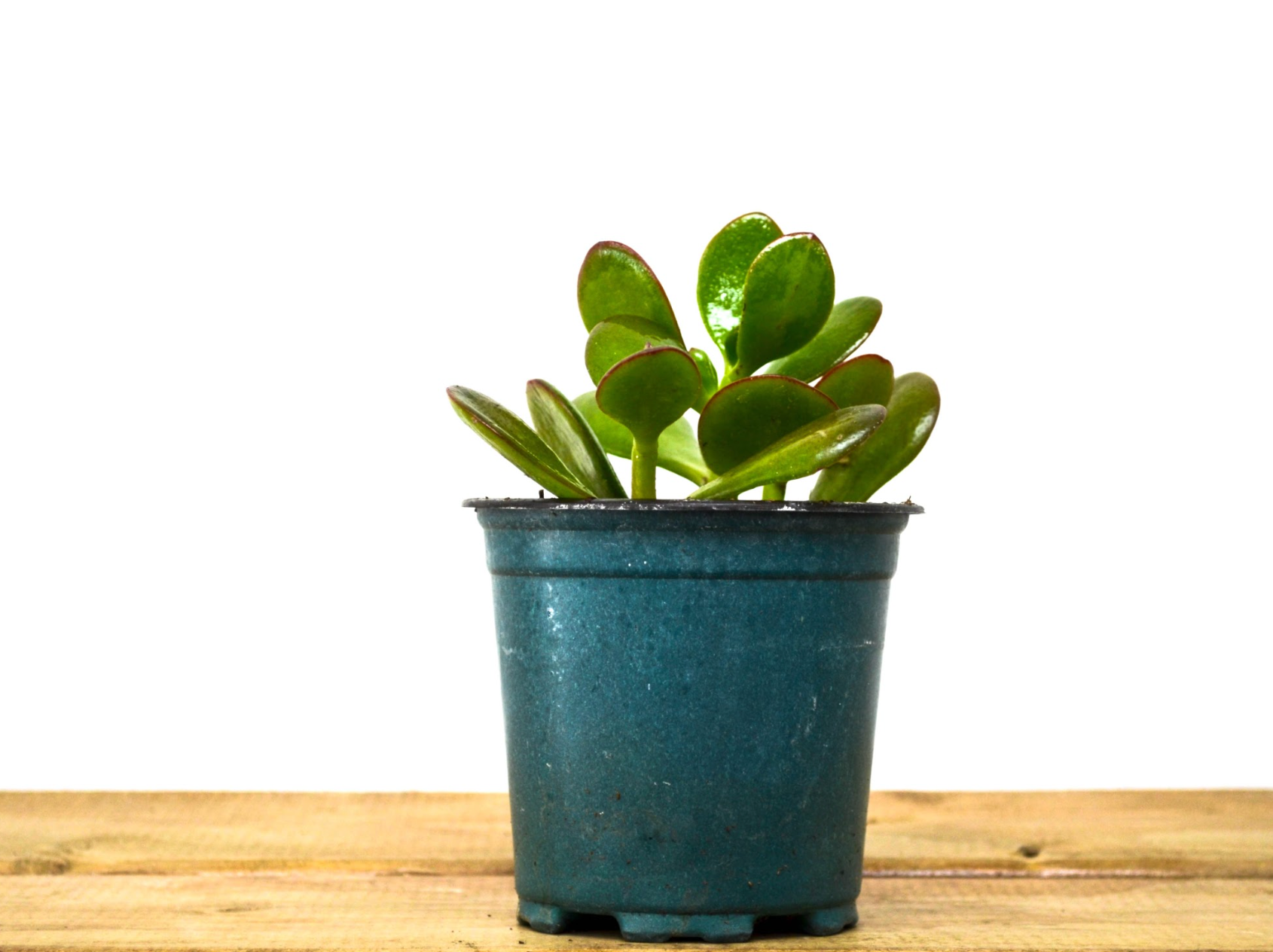 P17: Jade Plant (Various Sizes Available)