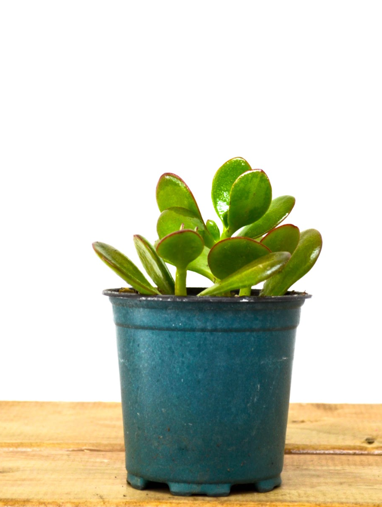 P17: Jade Plant (Various Sizes Available)
