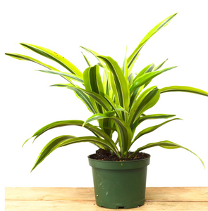 P18: Lemon Lime Dracaena Plant