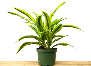 P18: Lemon Lime Dracaena Plant