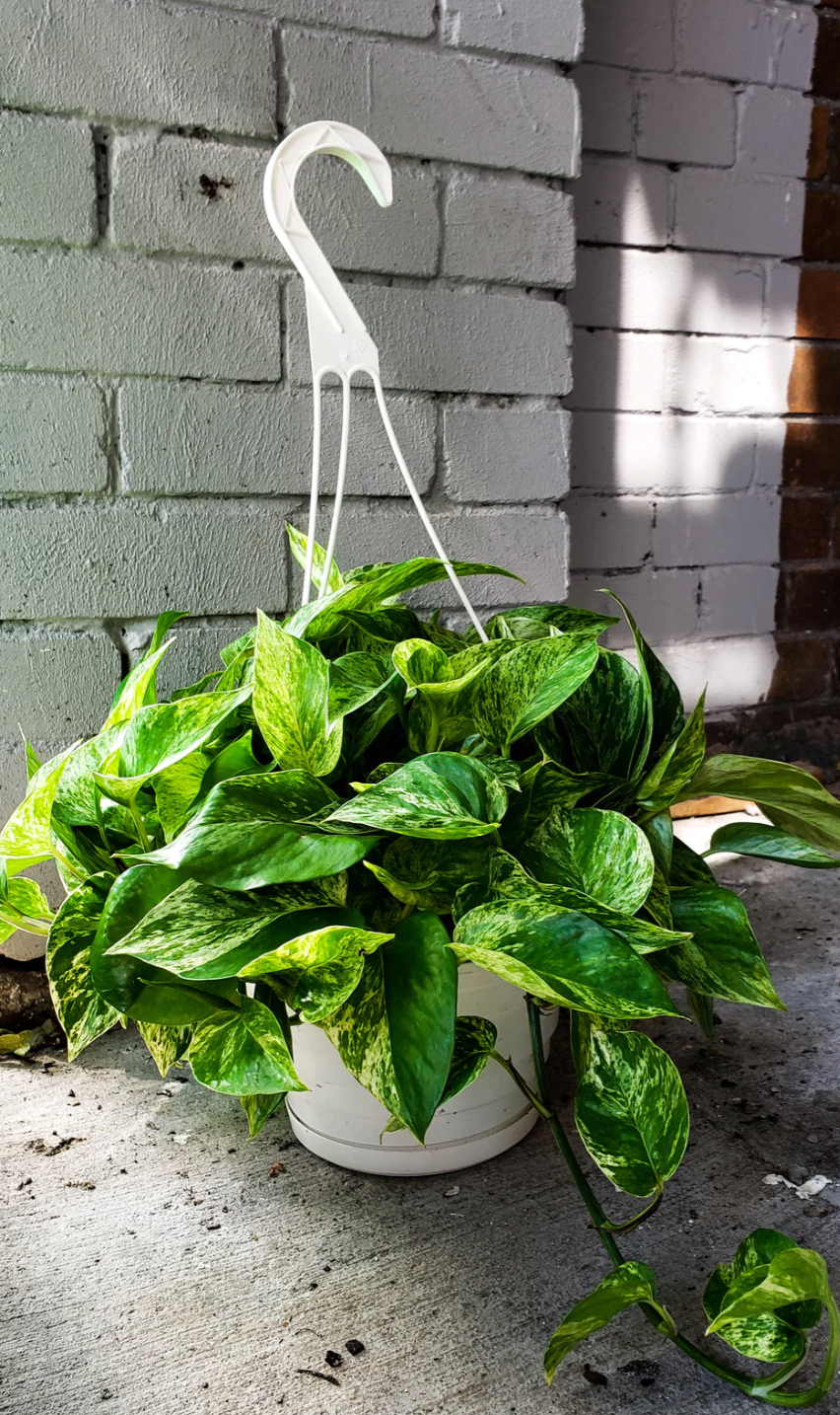 P19: Marble Queen Pothos