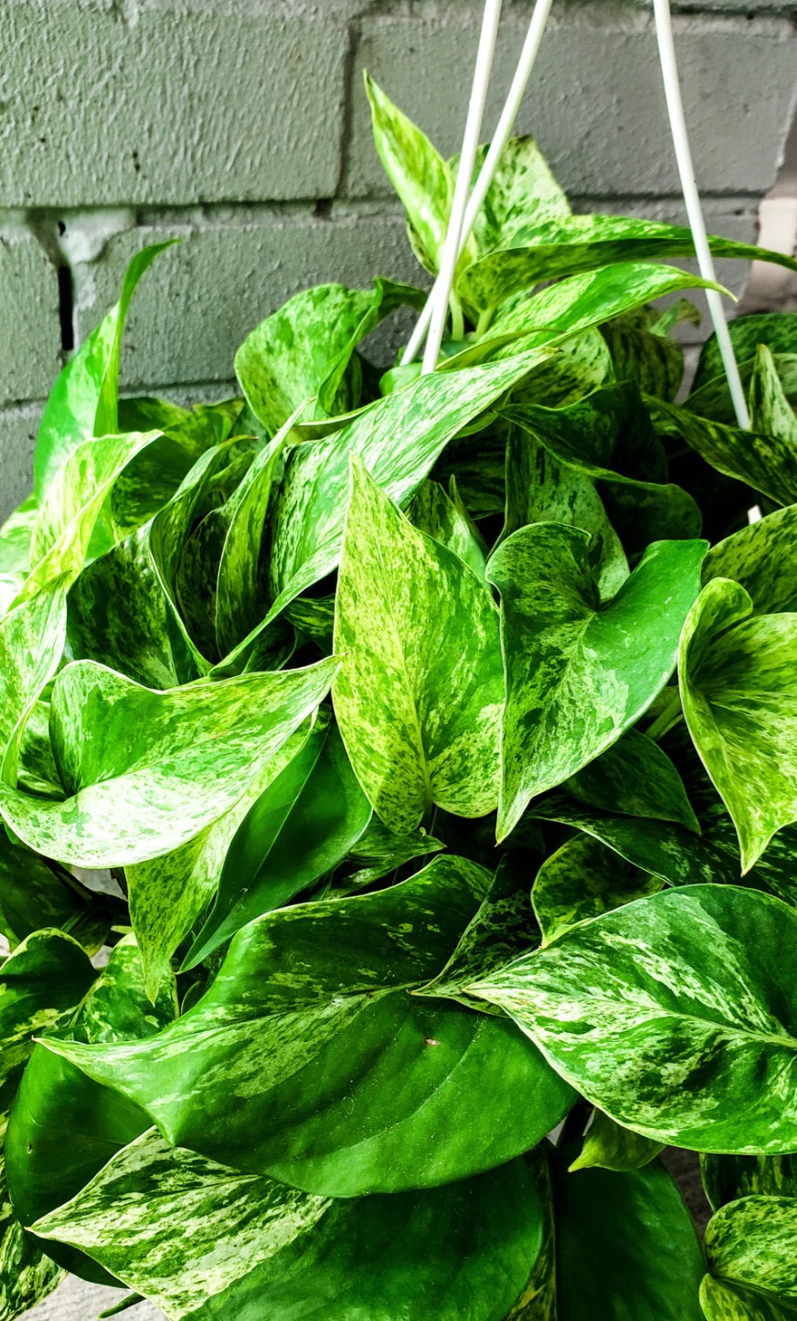 P19: Marble Queen Pothos