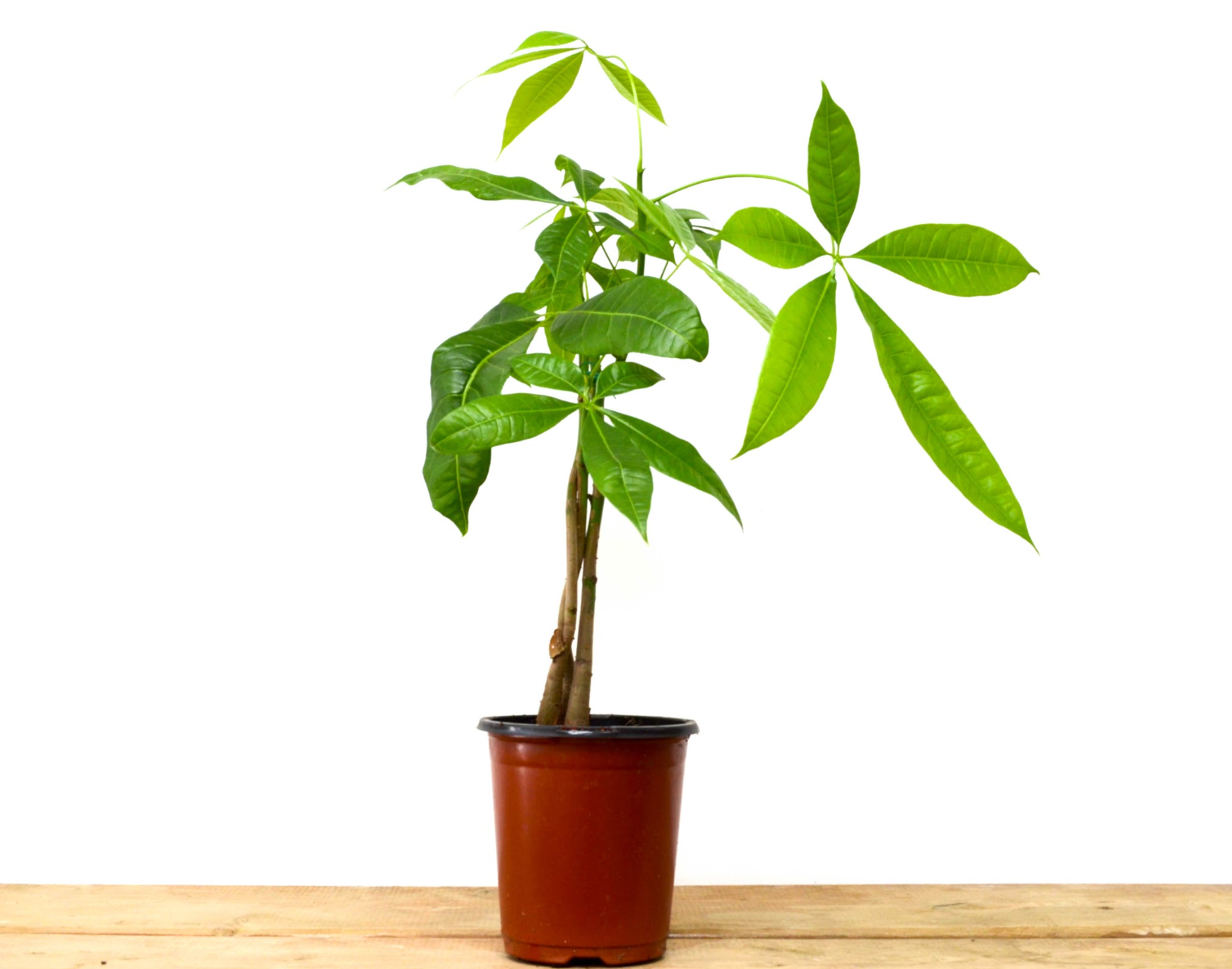 P20: Money Tree Plant