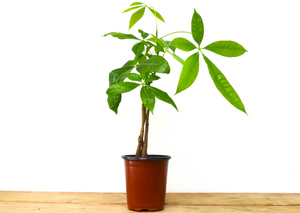 money tree toronto P20: Money Tree Plant – Bloor Village Flowers