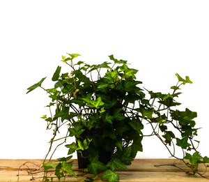 P13: English Ivy(Various Sizes Available)