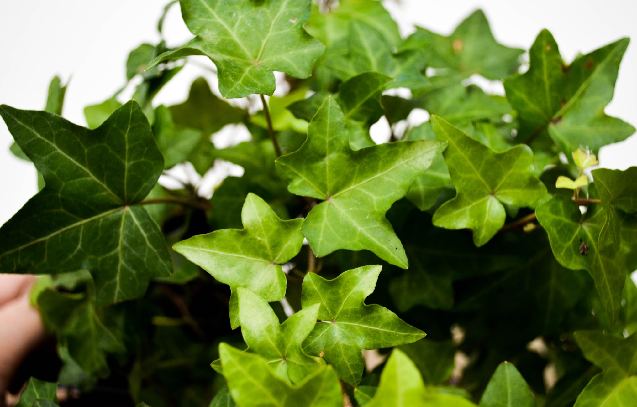 P13: English Ivy(Various Sizes Available)
