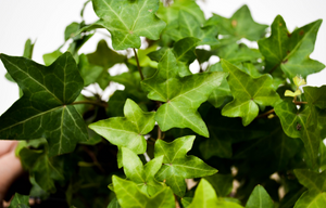P13: English Ivy(Various Sizes Available)