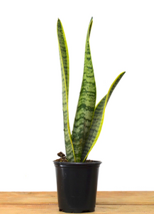 P33: Snake Plant (Yellow Edges) (Various Sizes Available)