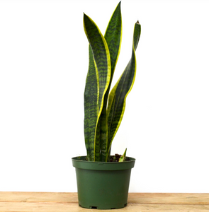 P33: Snake Plant (Yellow Edges) (Various Sizes Available)