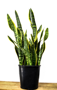 P33: Snake Plant (Yellow Edges) (Various Sizes Available)