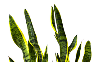 P33: Snake Plant (Yellow Edges) (Various Sizes Available)