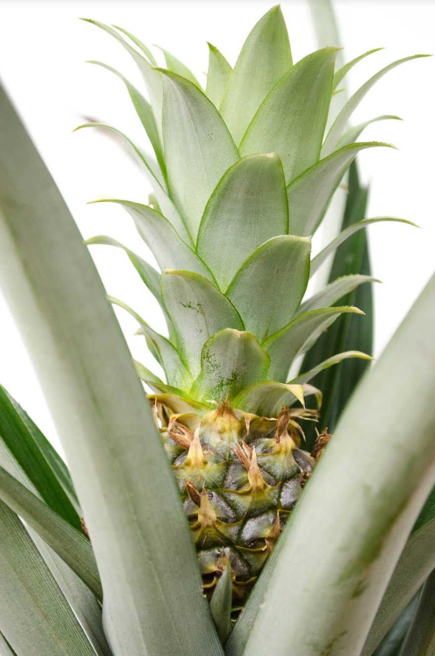 buy pineapple plant canada P26: Pineapple Plant – Bloor Village Flowers