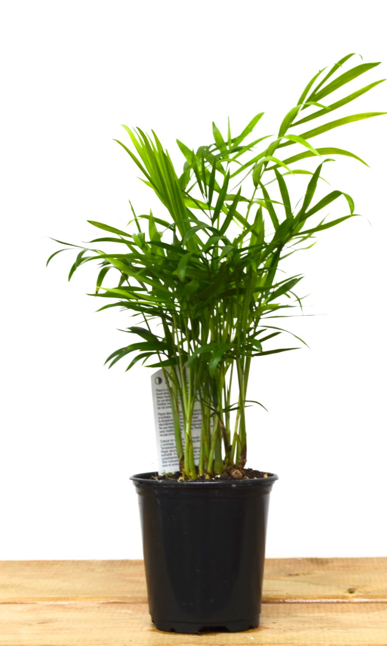 P21: Parlor Palm Plant (Various Sizes Available)