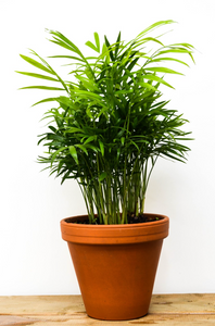 P21: Parlor Palm Plant (Various Sizes Available)