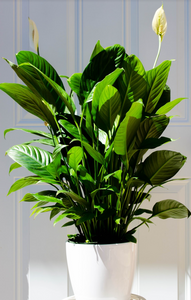 P22: Peace Lily Plant