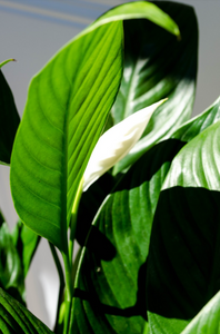 P22: Peace Lily Plant