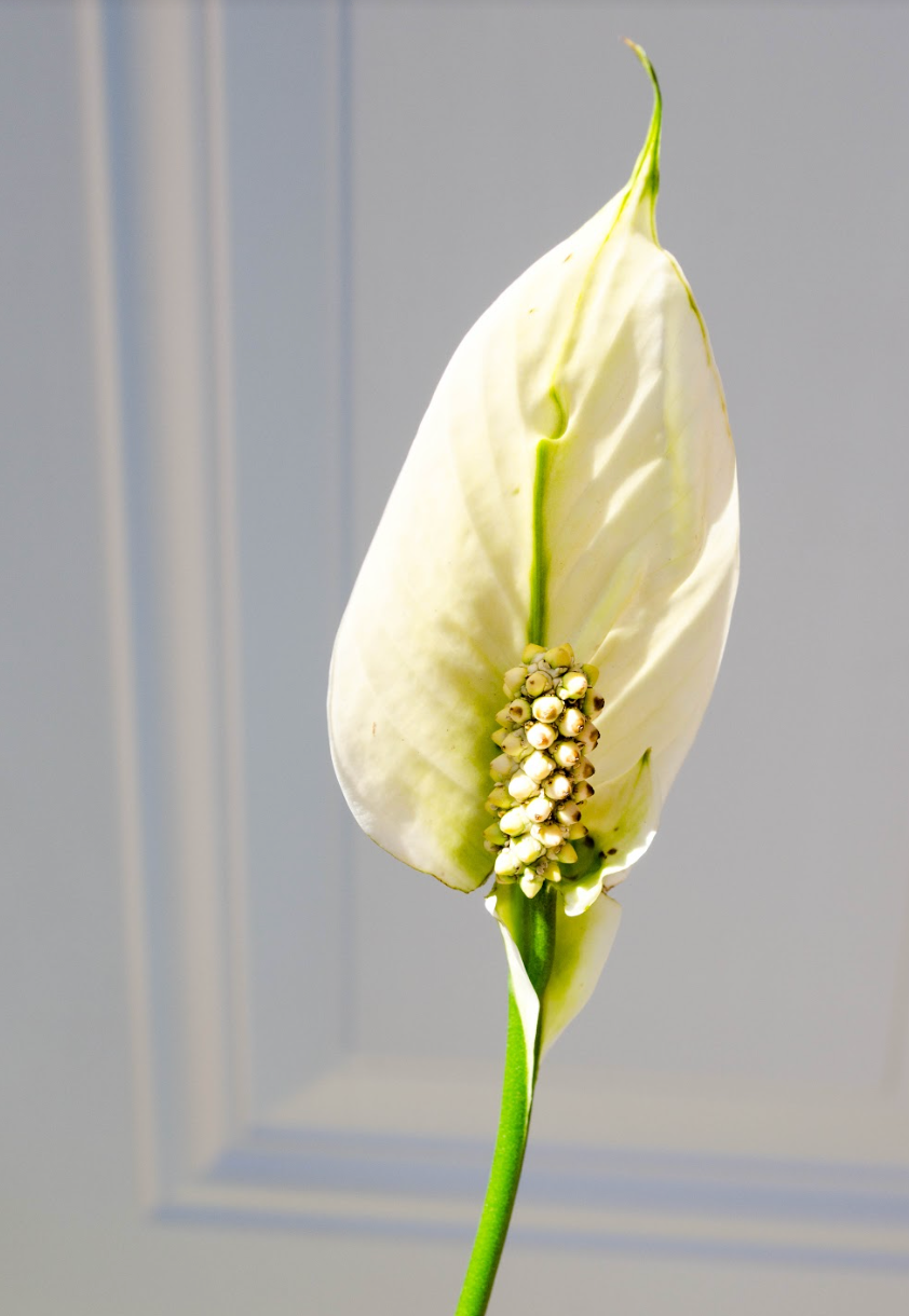 pis lily flower P22: Peace Lily Plant – Bloor Village Flowers