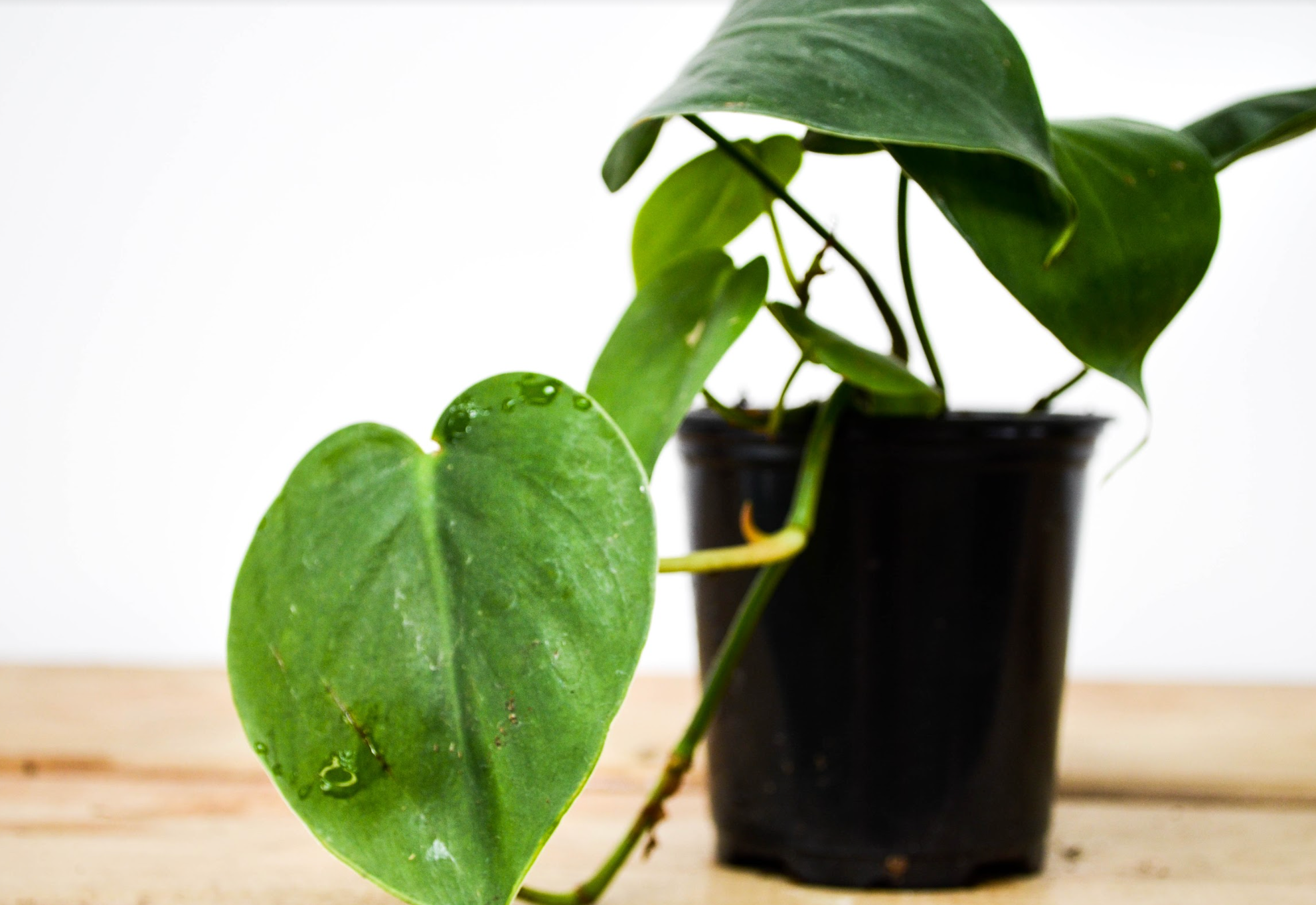 P23: Philodendron (Heart Leaf)