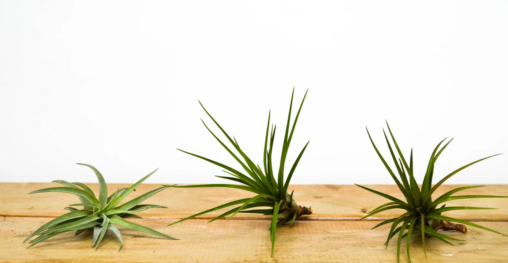 P27: Plant Bundle for Beginners (Designer's Choice)