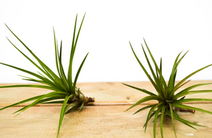 P27: Plant Bundle for Beginners (Designer's Choice)