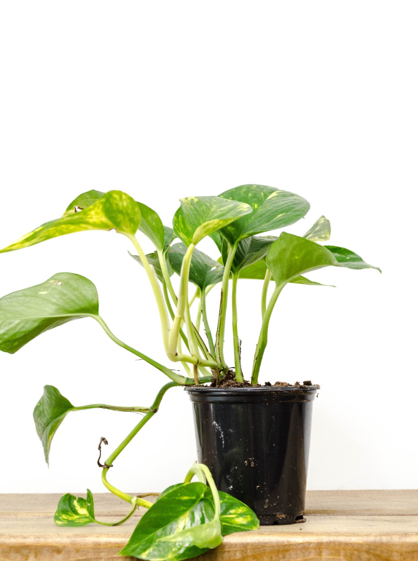 P28: Pothos Plant (Various Sizes Available)