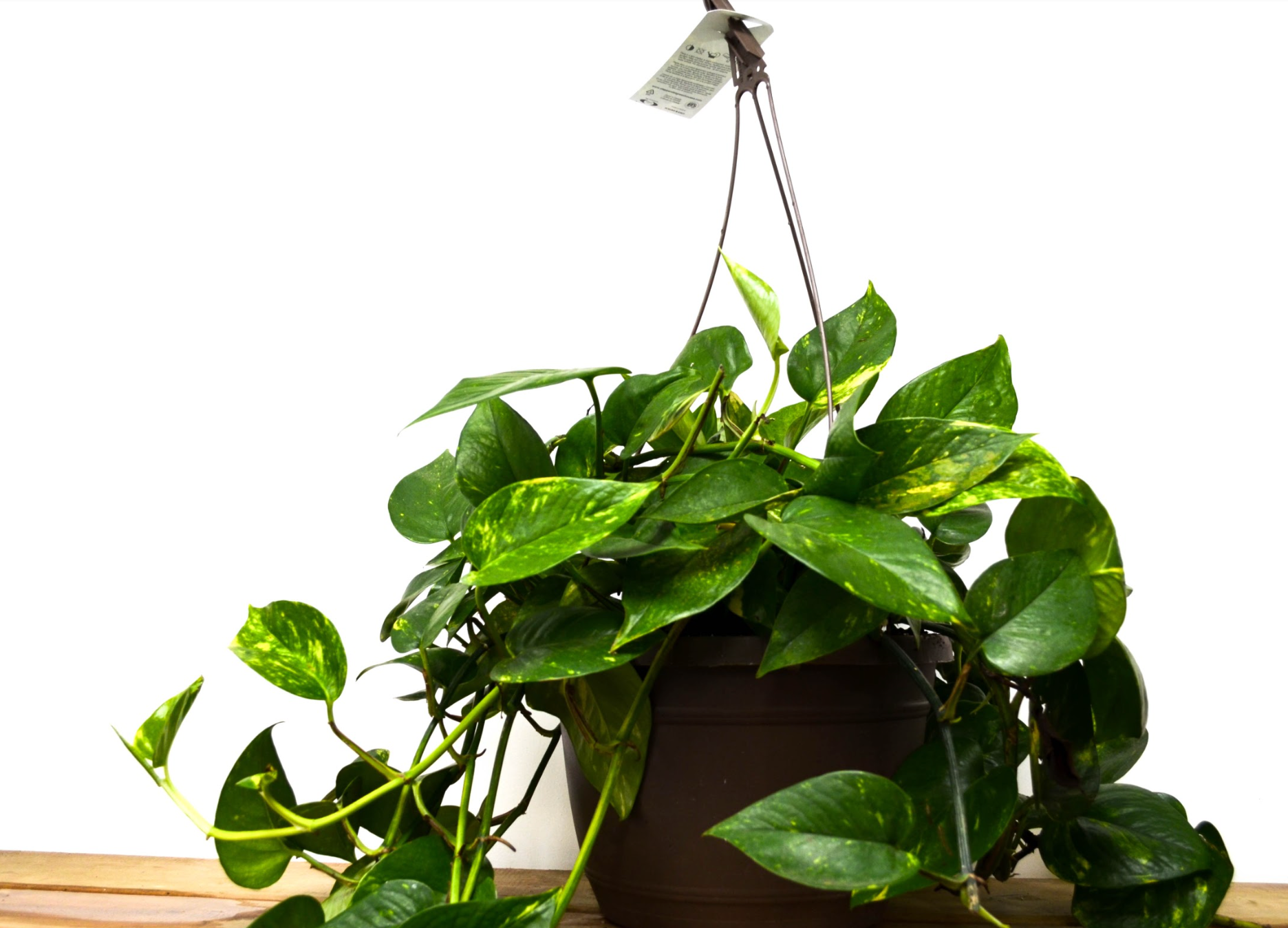 P28: Pothos Plant (Various Sizes Available)