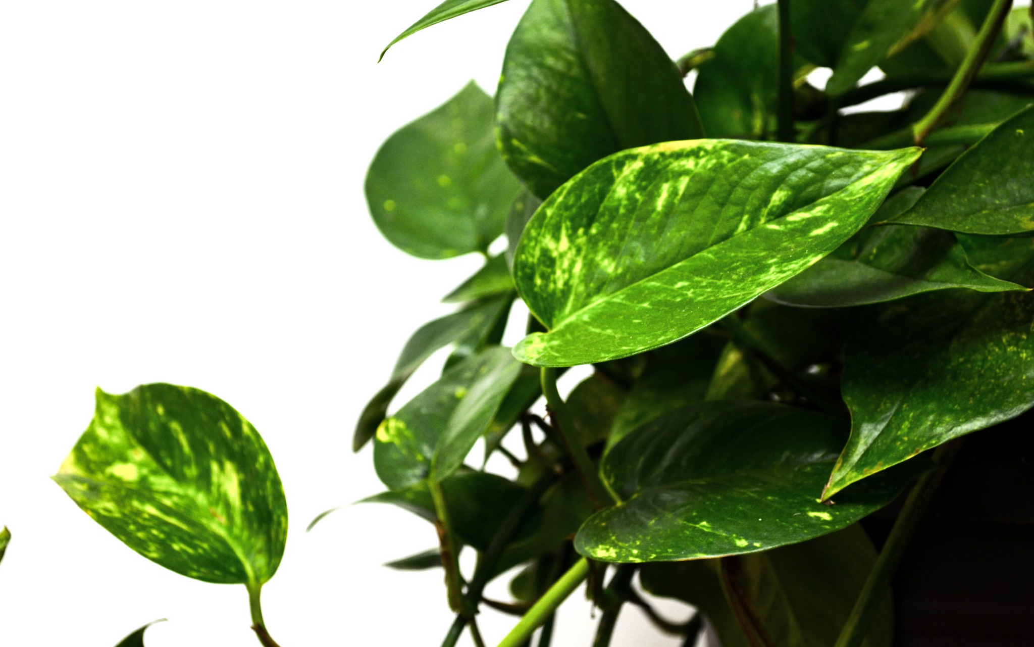 P28: Pothos Plant (Various Sizes Available)