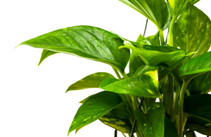 P28: Pothos Plant (Various Sizes Available)