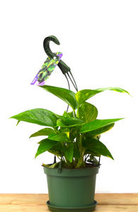 P28: Pothos Plant (Various Sizes Available)