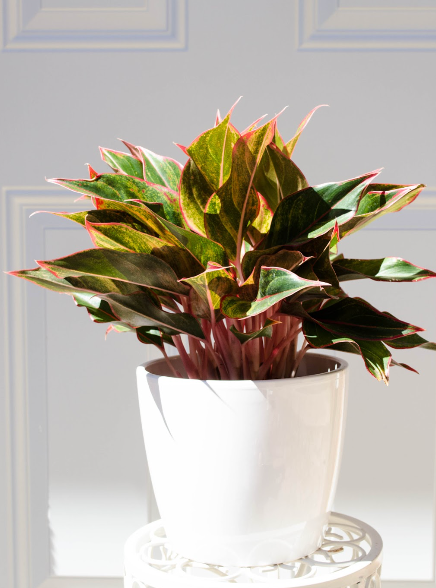 P30: Red Chinese Evergreen