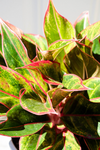 P30: Red Chinese Evergreen